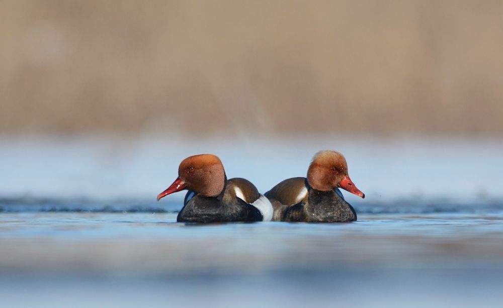 Двое из ларца...