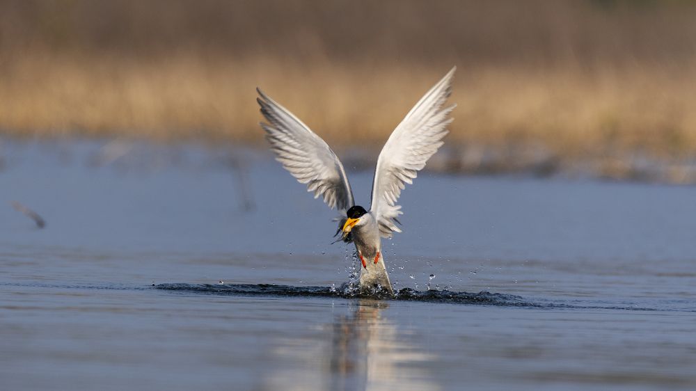 Фотография автора Gokul Addanki