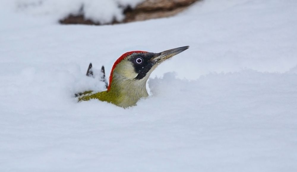 Зима однако.