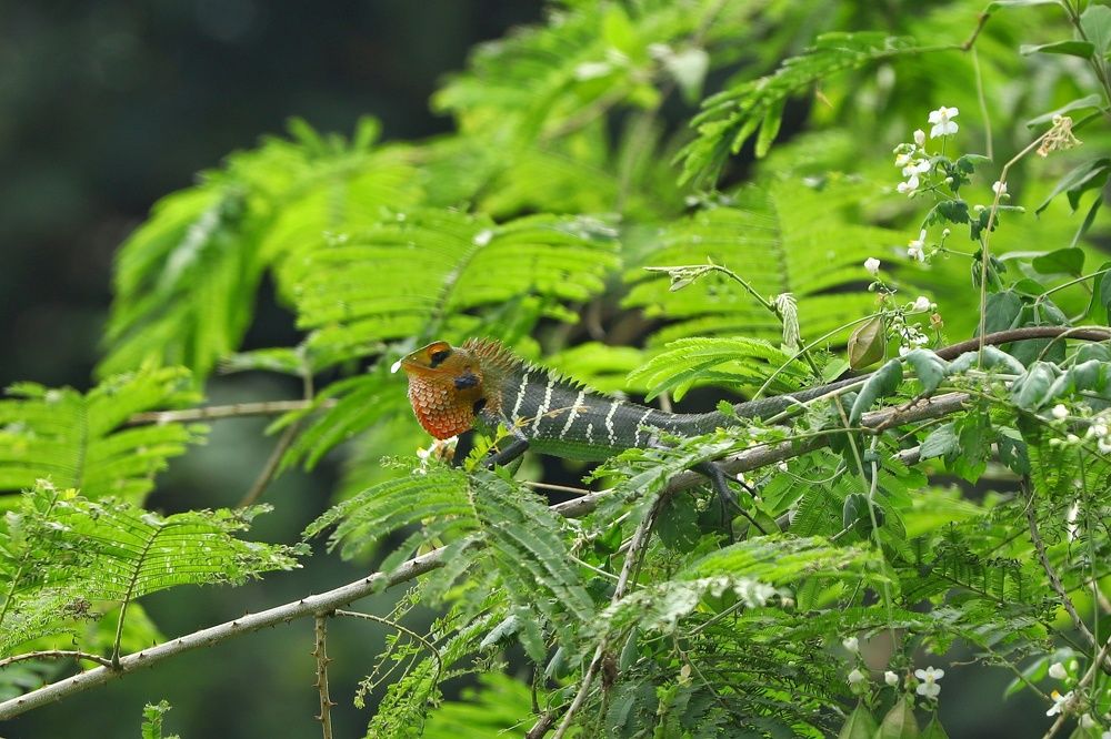 Common green forest lizard