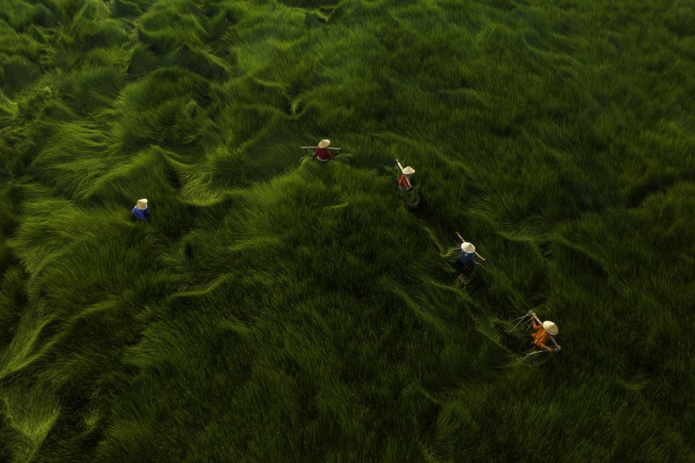 Harvesting grass