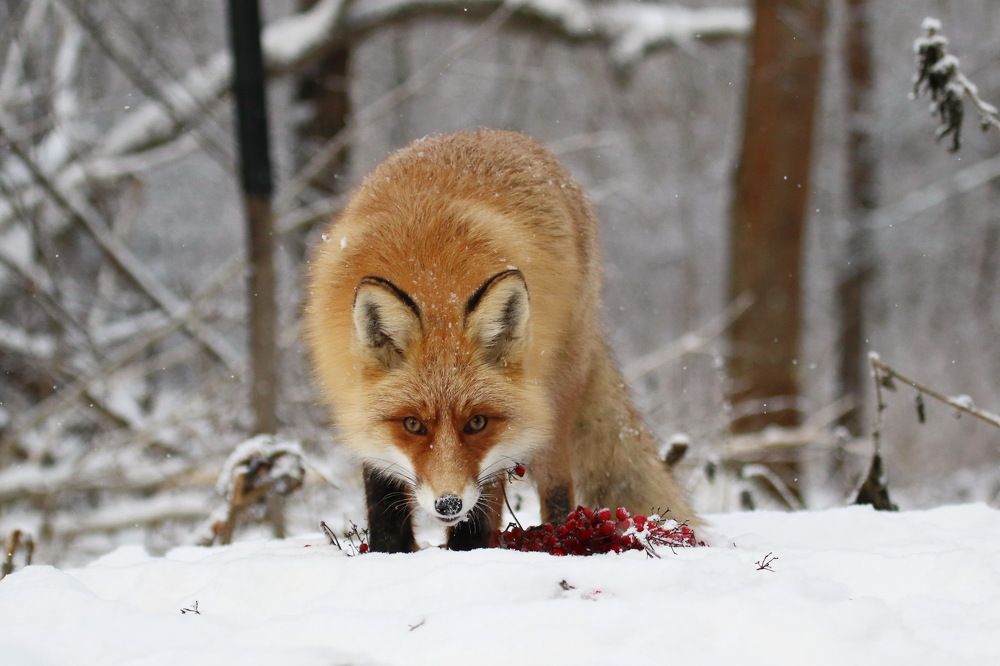 Взгляд рыжей плутовки