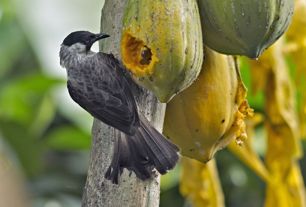 Фотография автора JOE