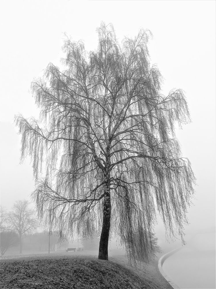 Photograph by Владимир Шнип