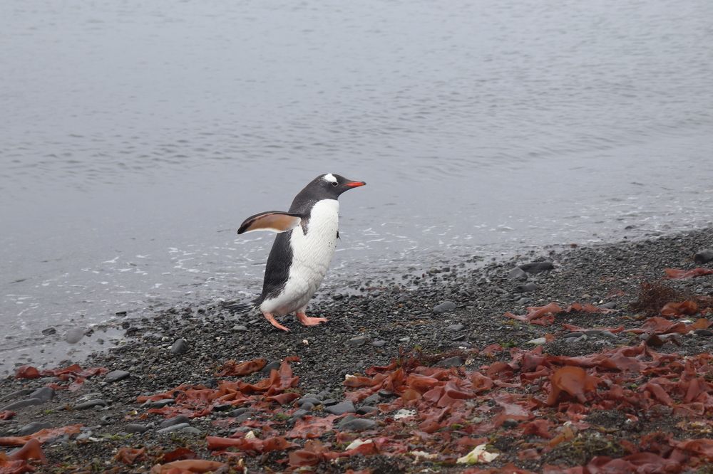 Кто ходит в гости по утрам на станцию Беллинсгаузен Российская антарктическая станция в бухте Коллинс на острове Короля Георга в архипелаге Южных Шетландских островов