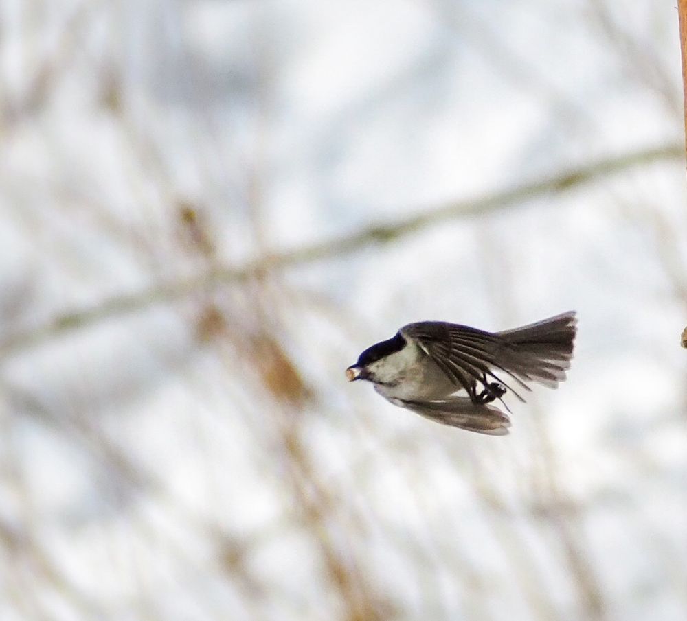 Уноси скорее крылья!