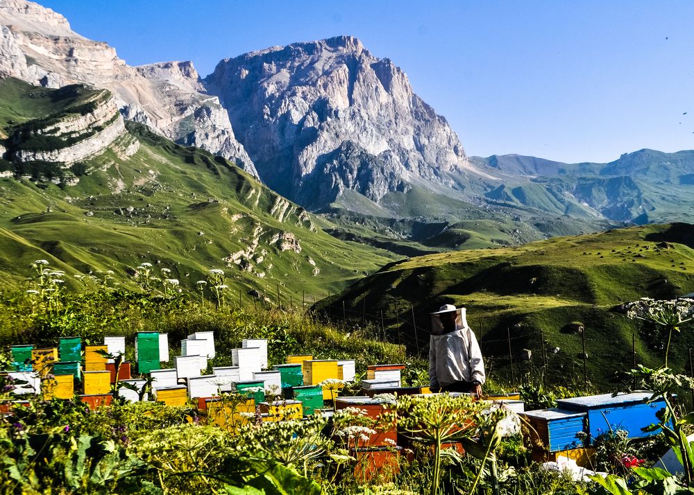 Caucasus Beekeeper