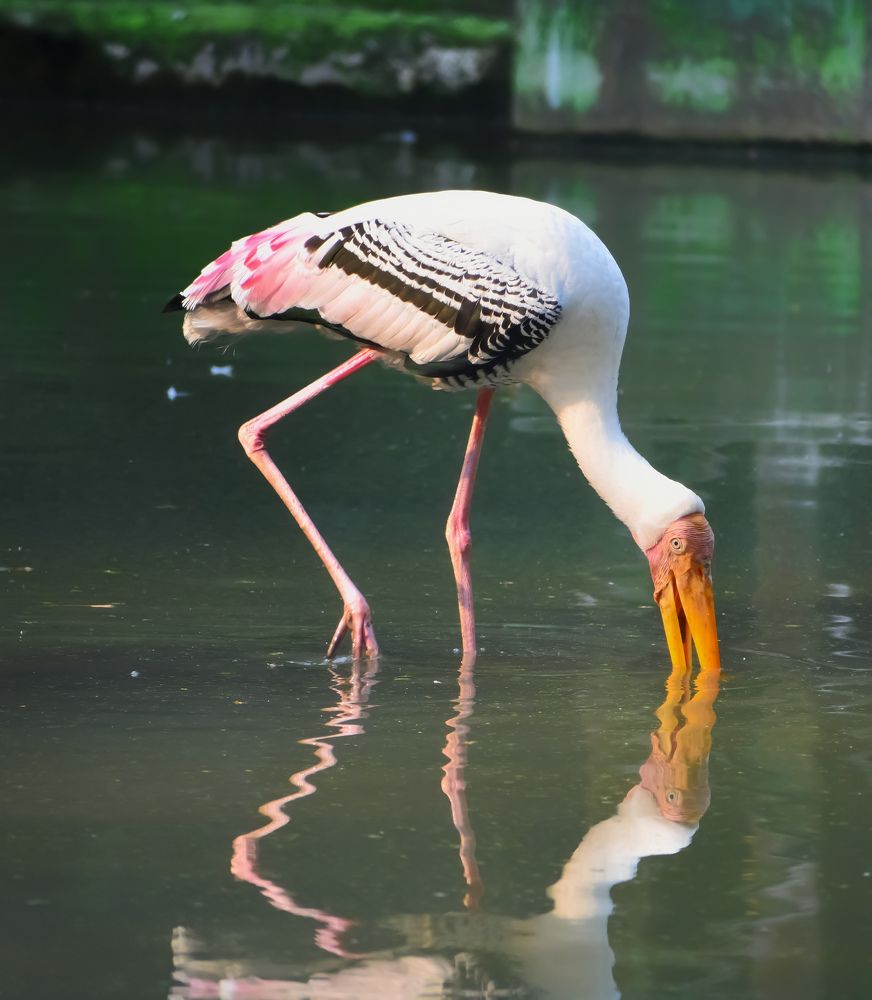 Фотография автора ANKIT GHOSH