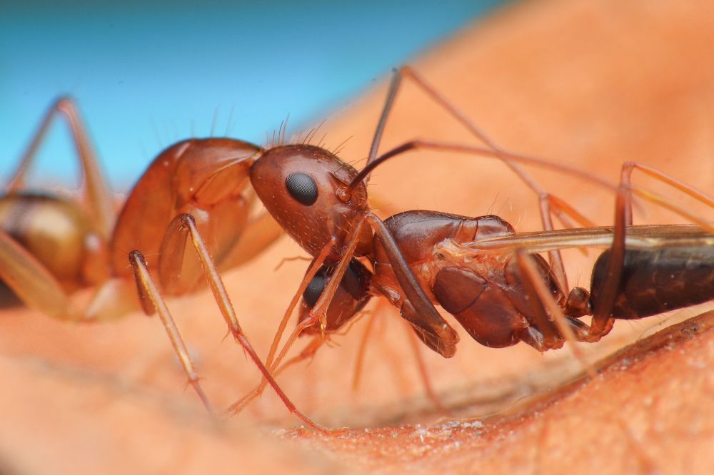 Photograph by Saroj barman