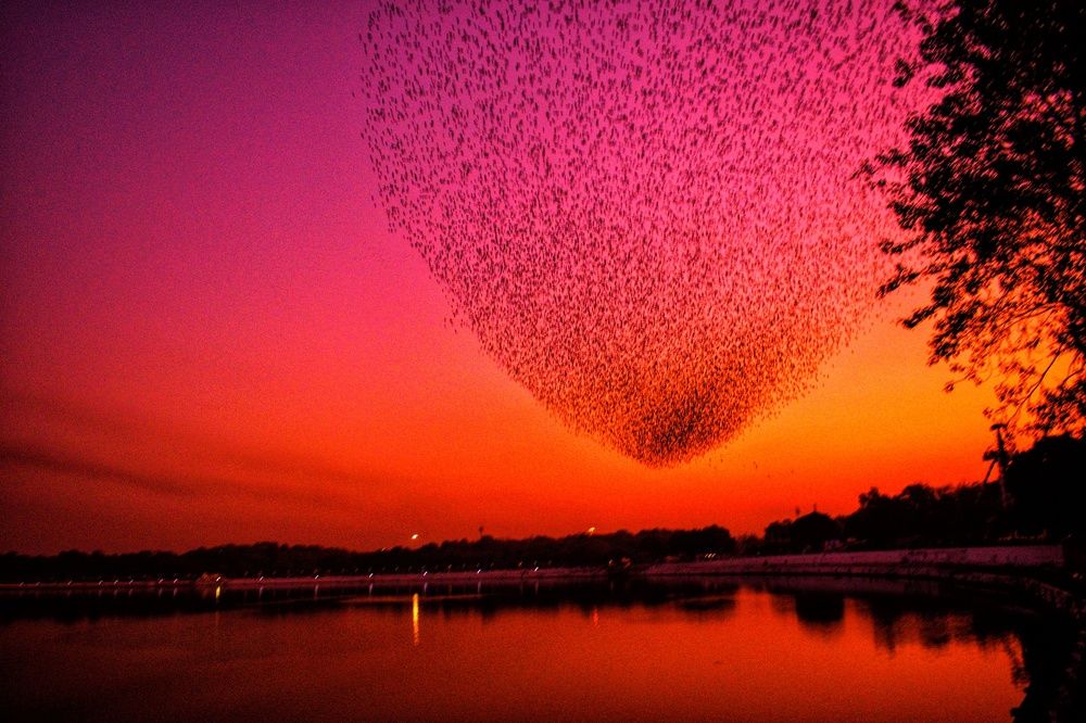 Starling murmuration