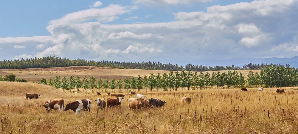 Photograph by Bastian Manseau