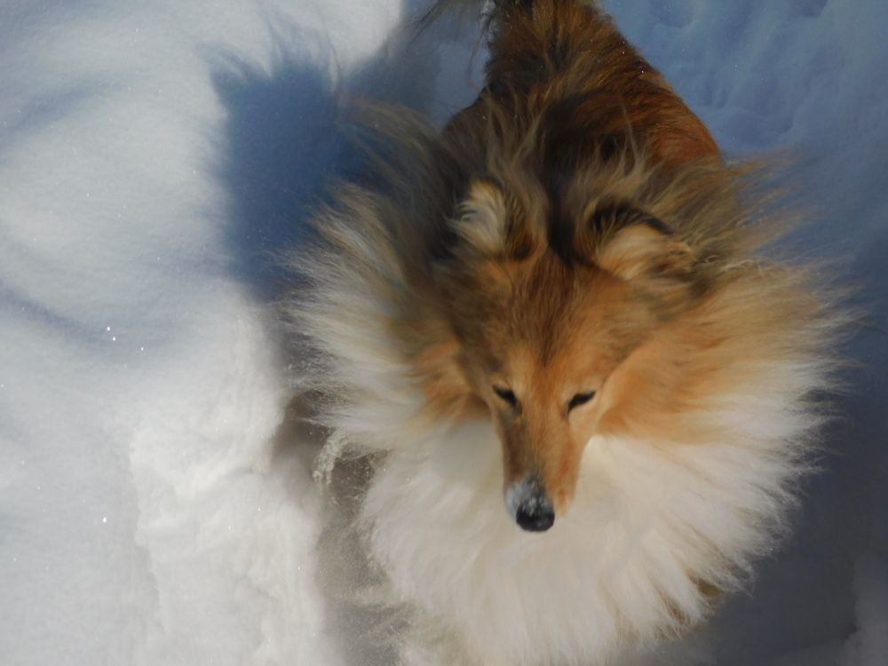 Зимние радости