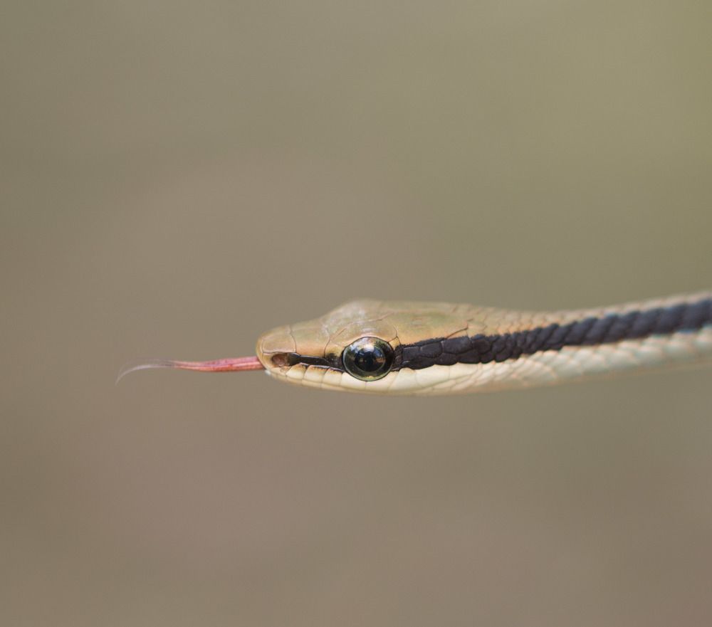Ashok's bronzeback tree snake