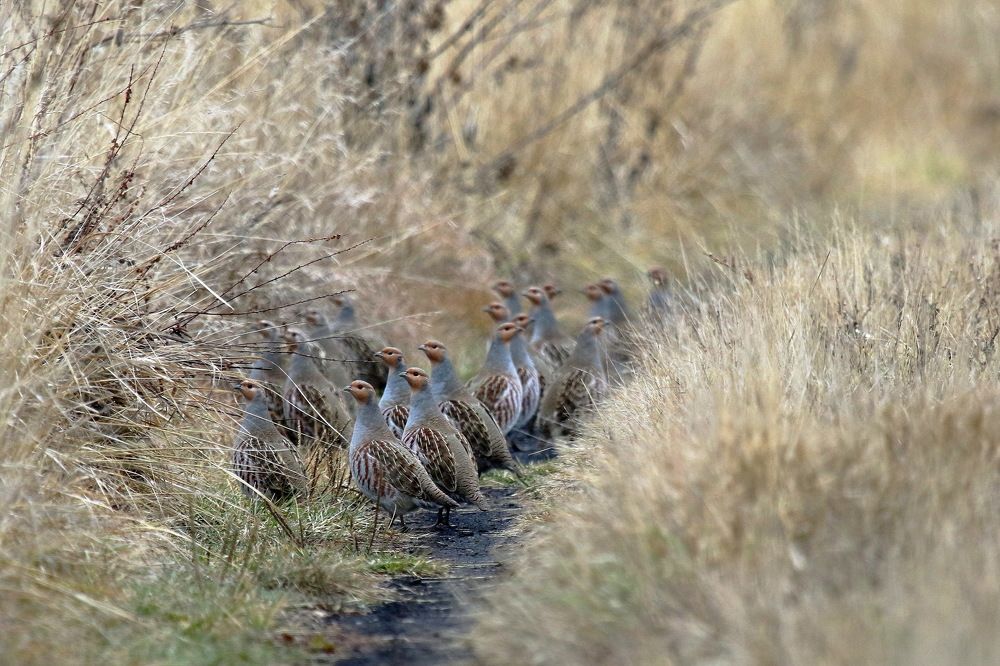 Дружная сеймейка