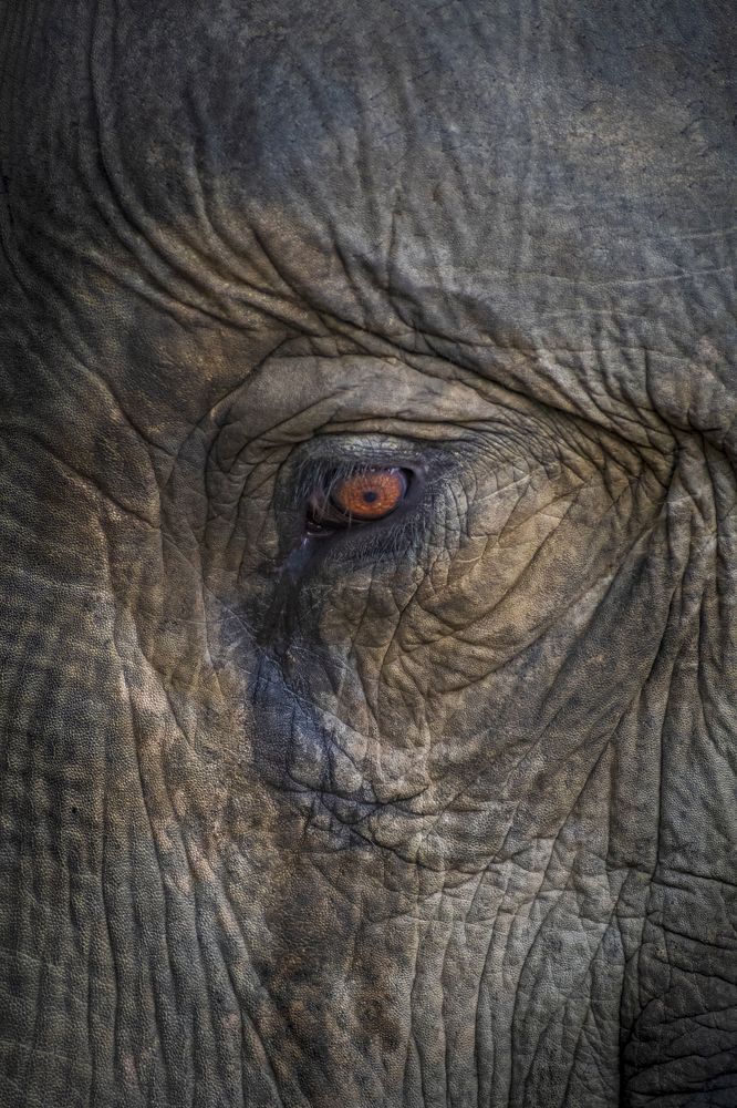 The eye says a thousand emotions.