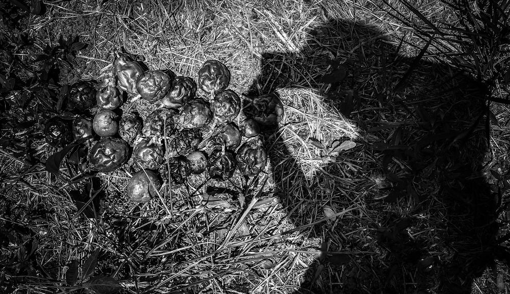 Photograph by Tatiana Barthem