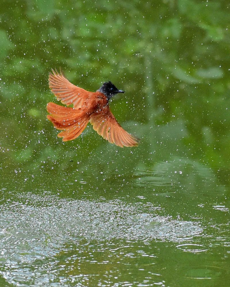 Bathing time