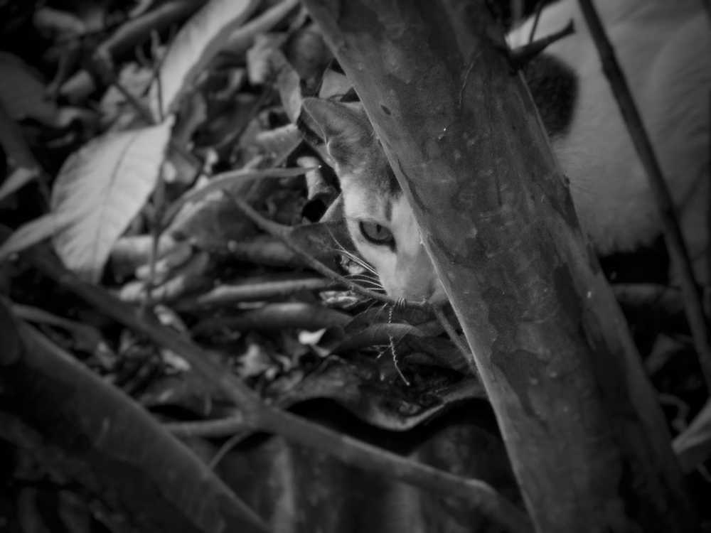 Photograph by Swarup Das