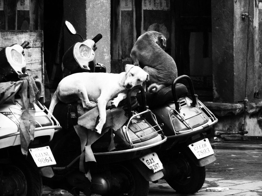 Photograph by Hiral sarthak chandarana