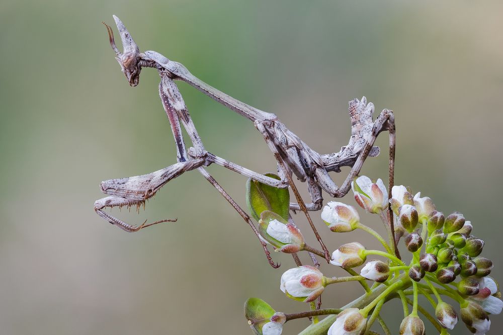 Весенняя эмпуза