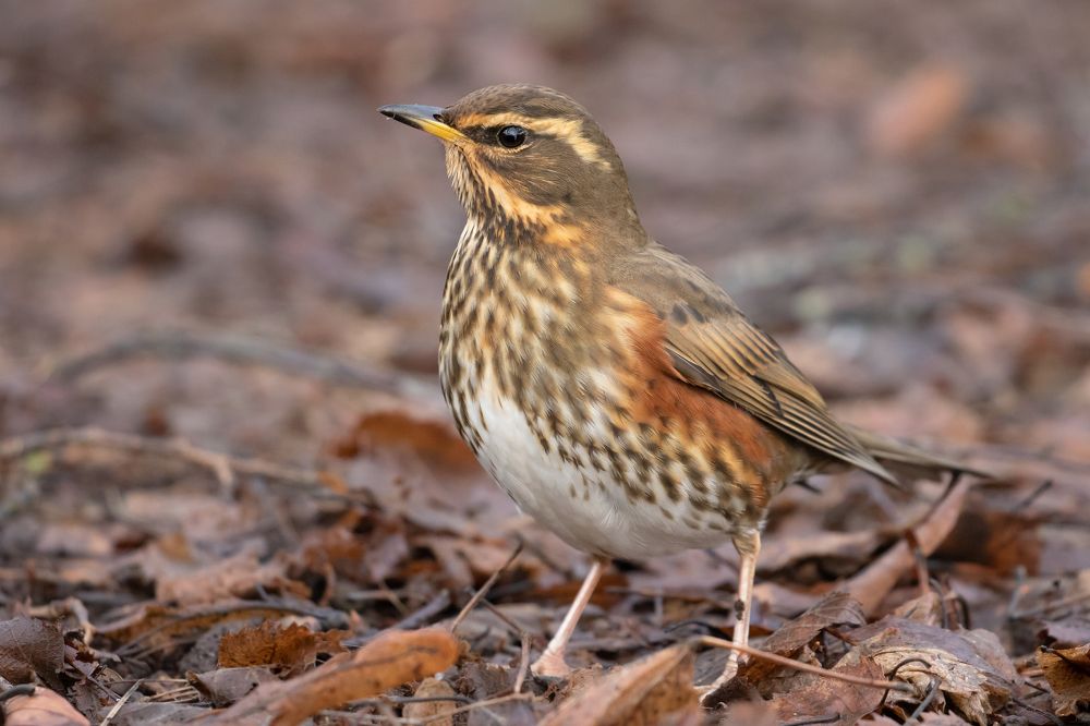 Фотография автора MARIA KULA