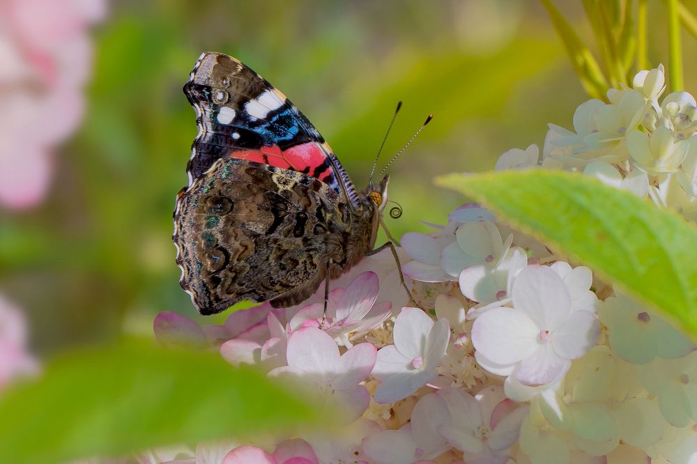 В краю гортензий
