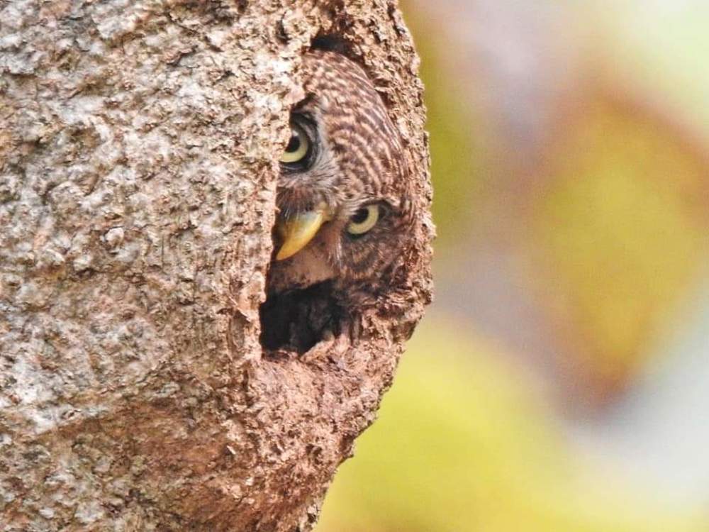 The Owlet peeping at me..