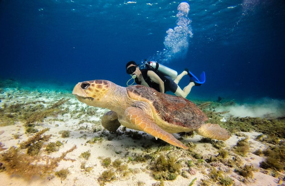 Tortuga caguama