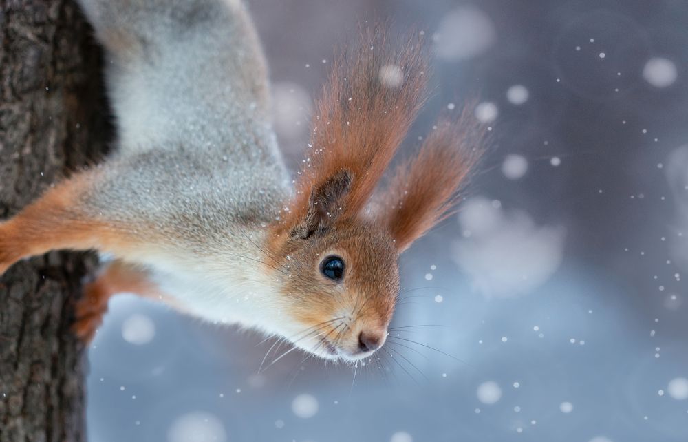 Photograph by Людмила Гудина