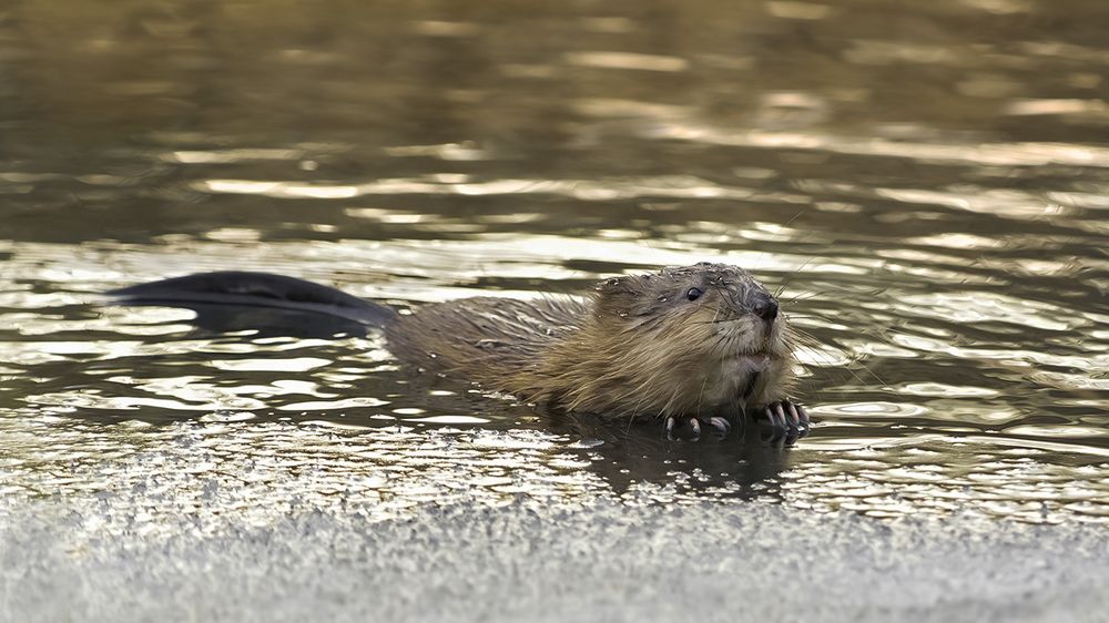 Фотография автора Наталия Сытина