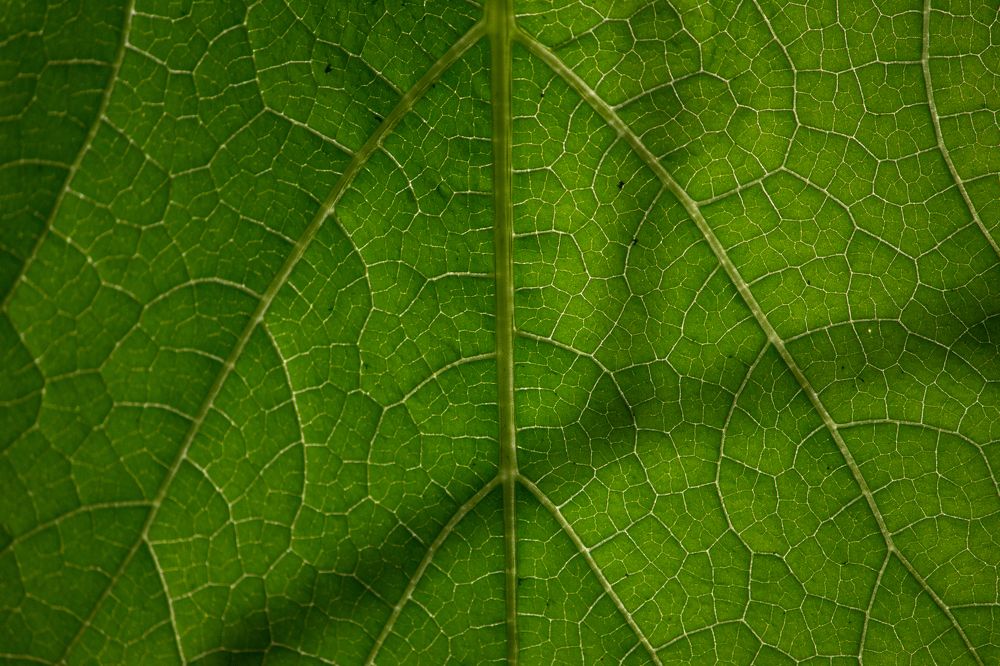 Photograph by Sourav Mahant