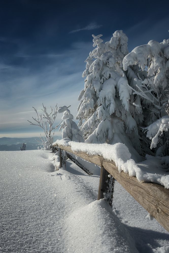 По ту сторону изгороди