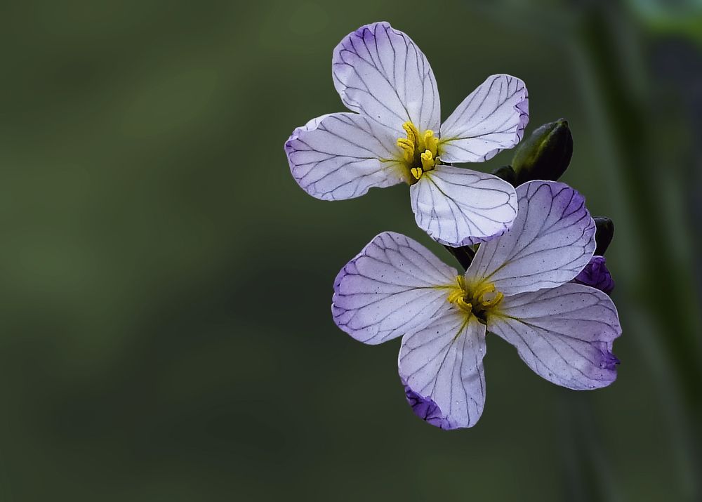Photograph by Kumar Munna