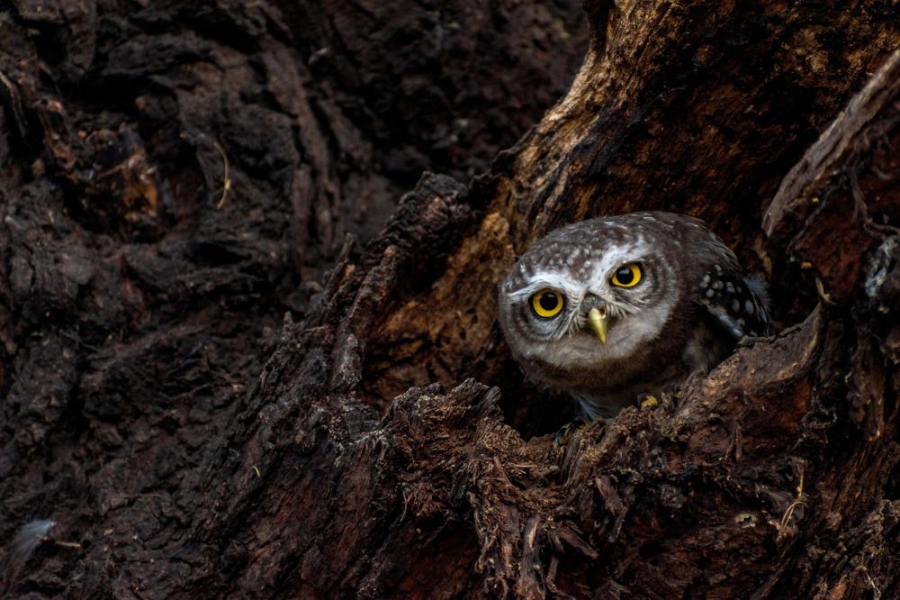 Spotted Owlet