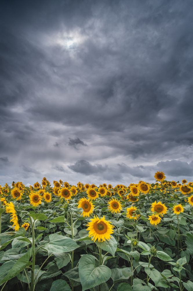 Photograph by V. Yaroslav