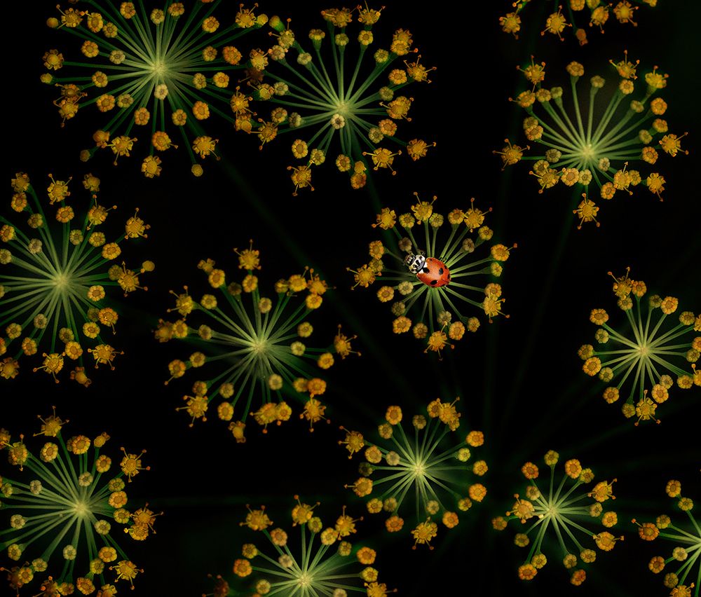 Созвездие Андромеды