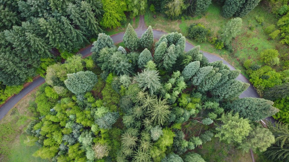 Road around Sequoia trees