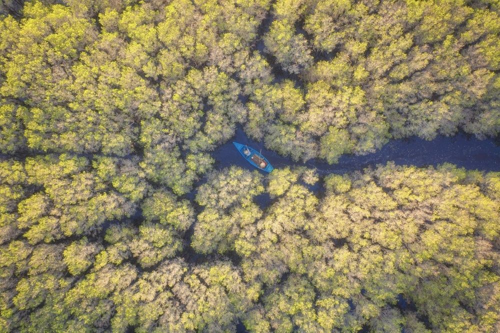 Autumn in mangrove forest
