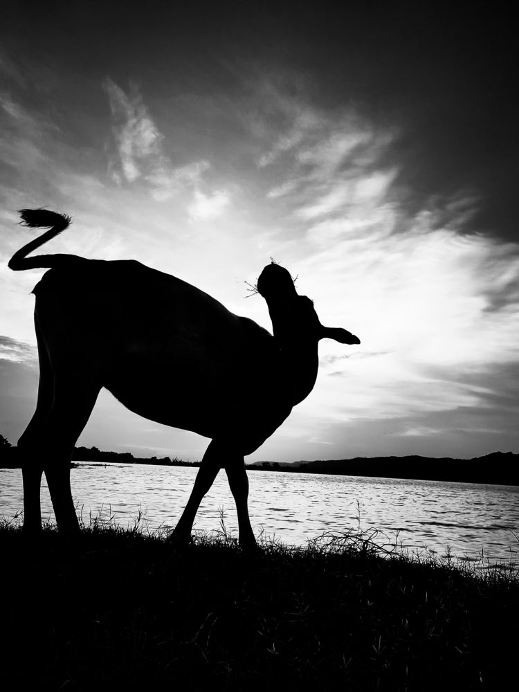 Silhouette of a beautiful cow.
