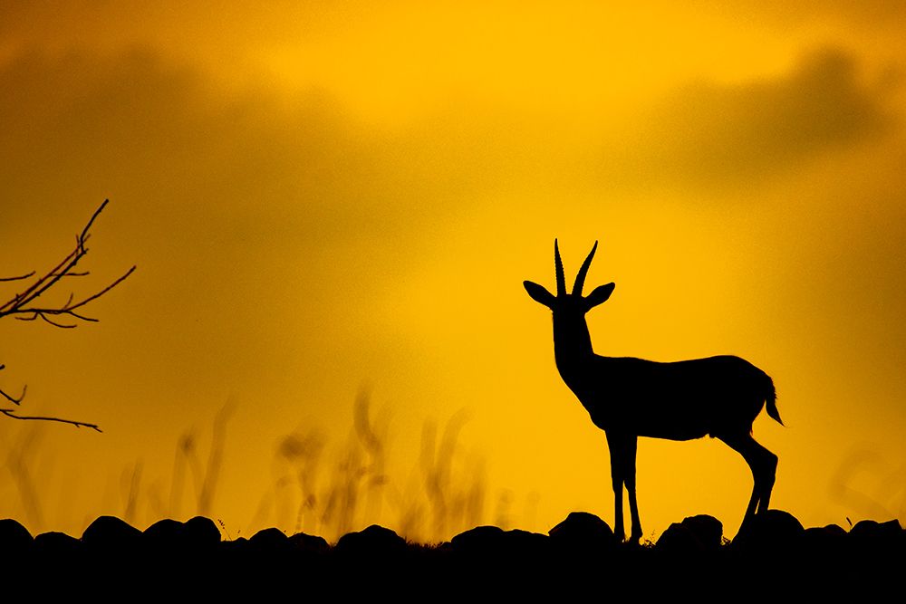 The Essence of Grasslands !!