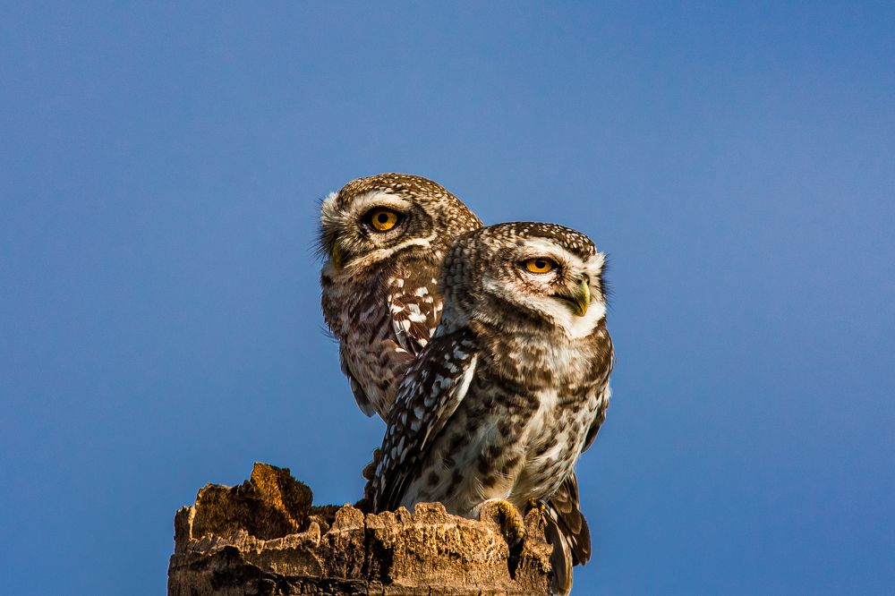 Spotted Owls
