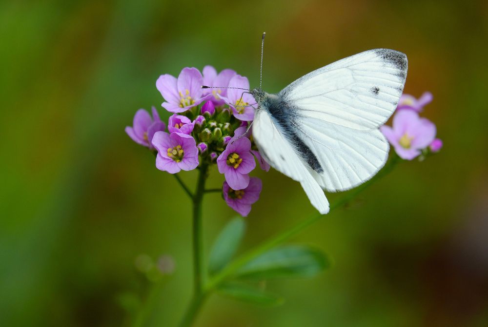 Cabbage White butterfly