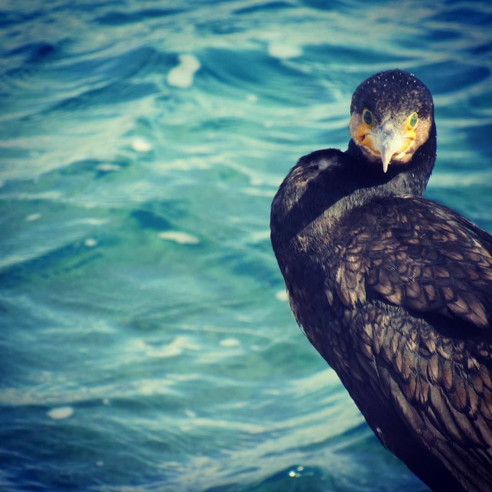 Фотография автора John Tsaklanos