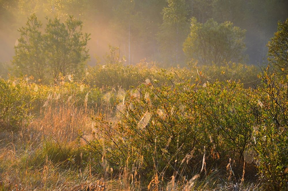 Photograph by Nadezhda