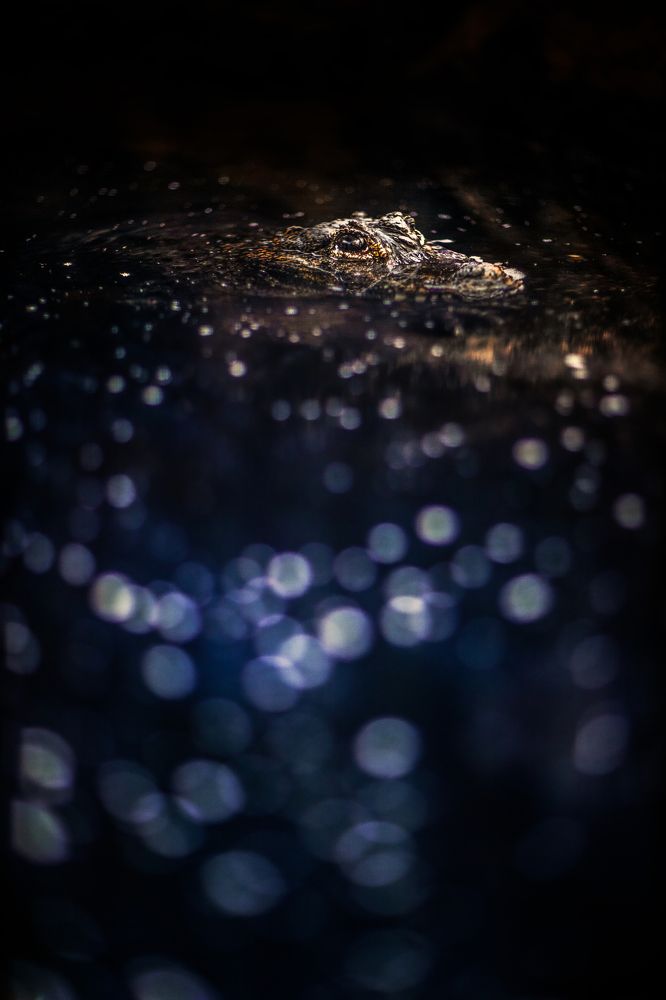 Photograph by W Shan