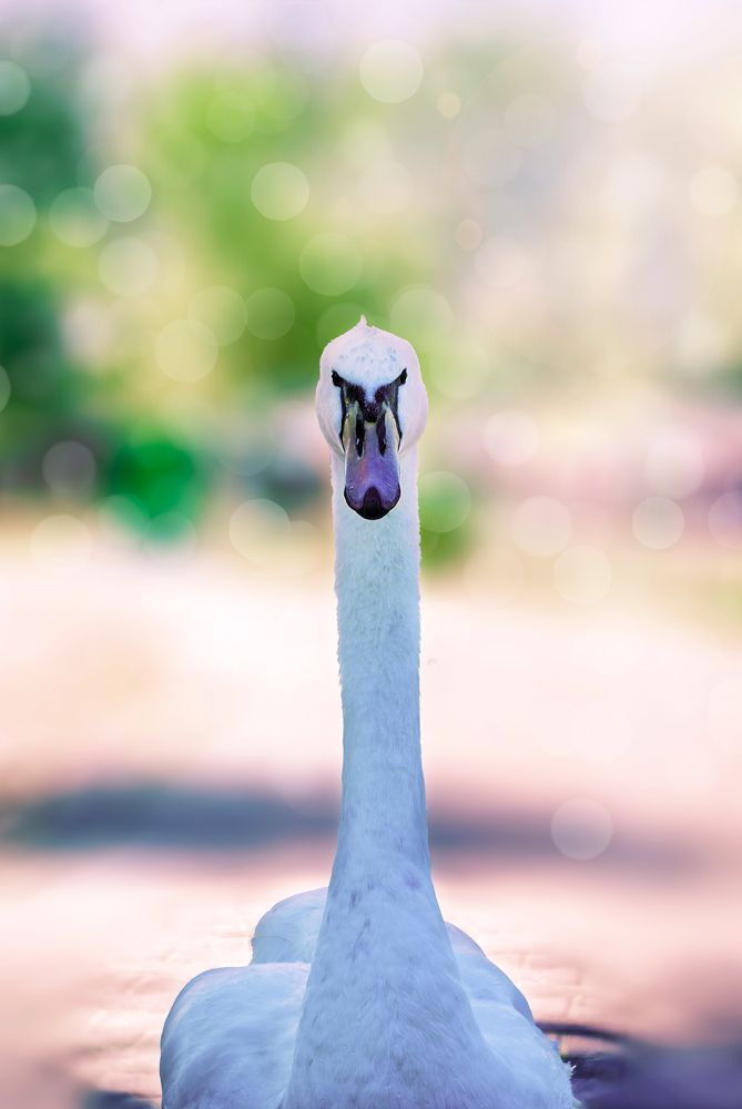 Photograph by Nataliia Dowgan