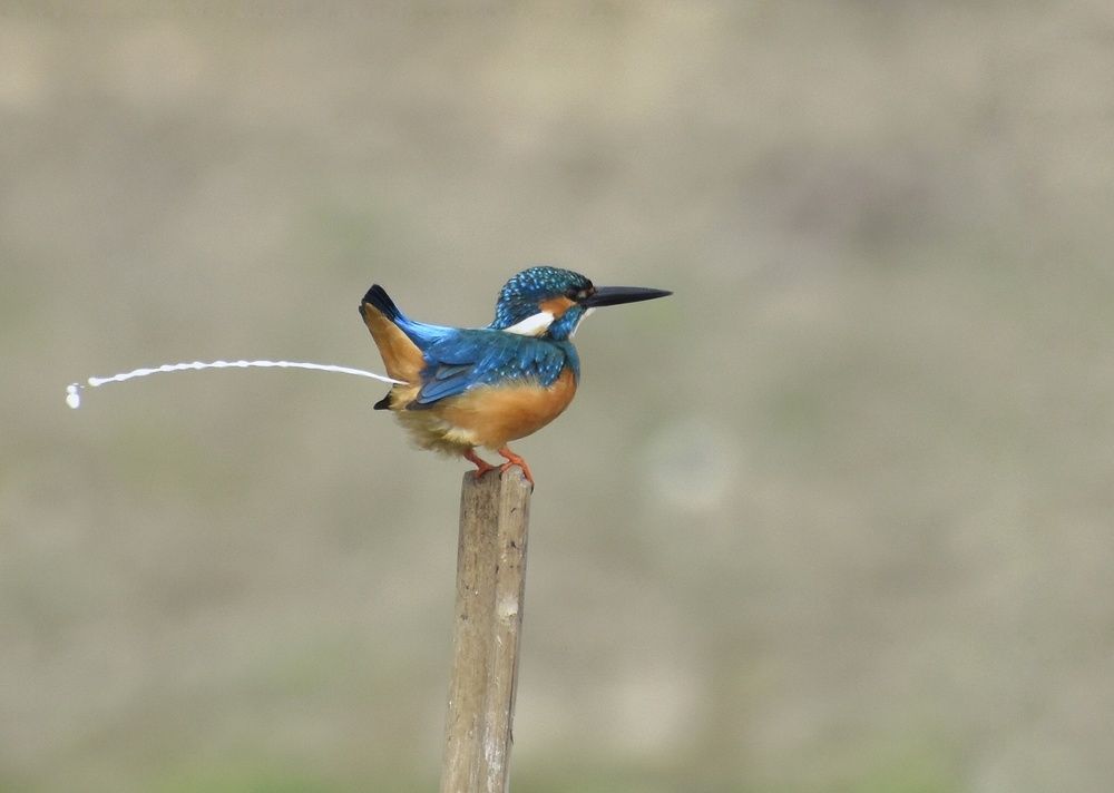 Photograph by Sameer Das