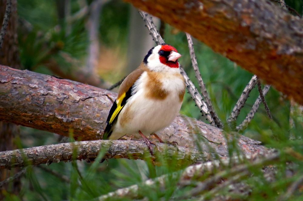 Щегол-мечтатель