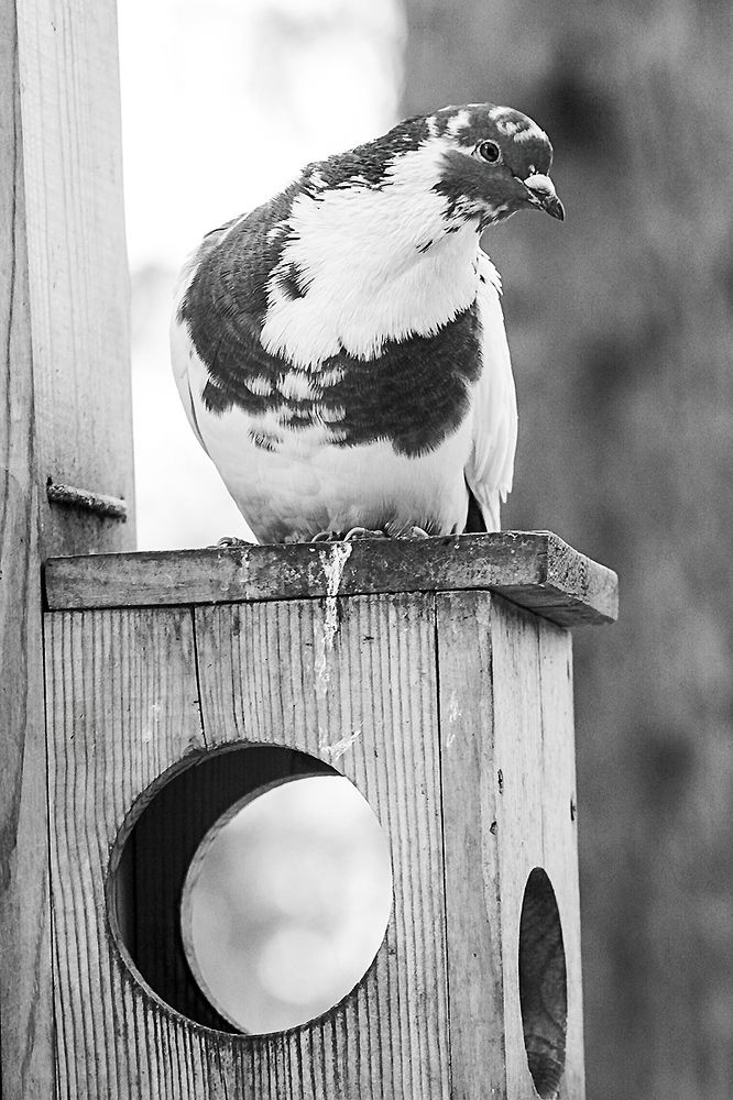 Photograph by Сергей Черных