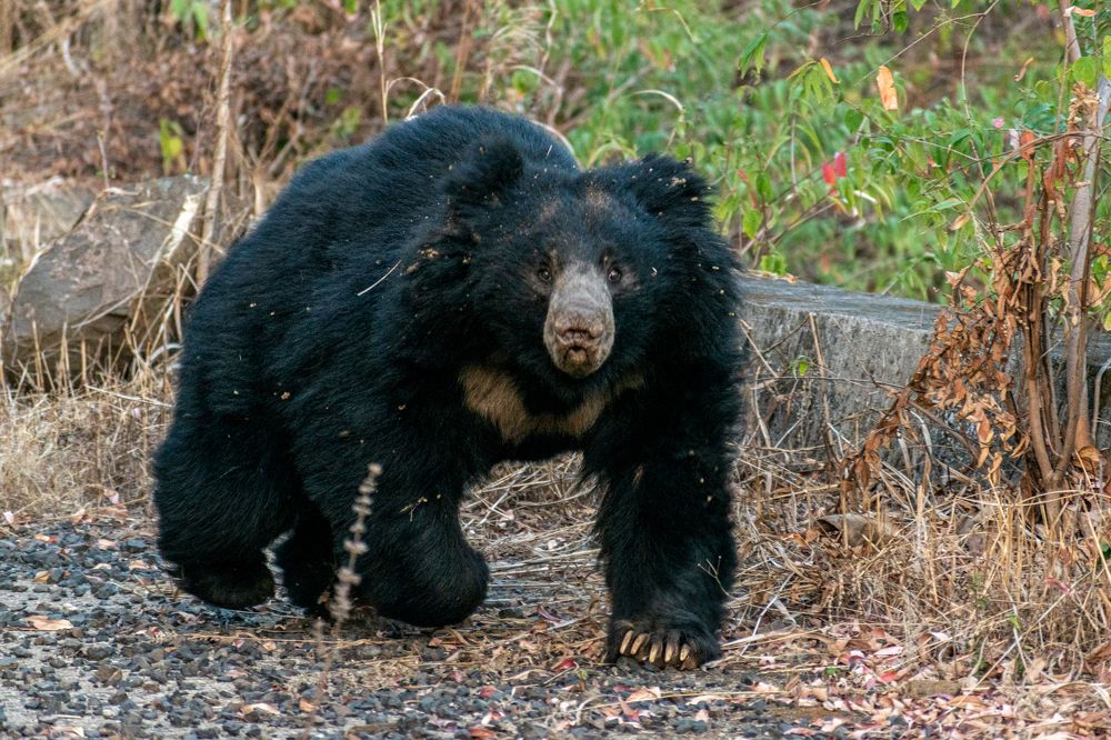 Photograph by Chaitanya Dudhalkar
